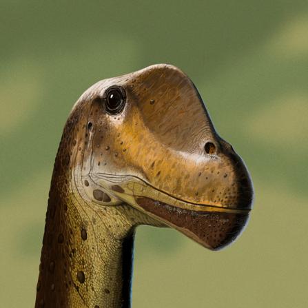 Close-up illustration of a sauropod dinosaur's head, specifically a Mamenchisaurus. The dinosaur's skin is textured with brown and tan hues, detailed with realistic scales and subtle speckles. Its eye is clear and expressive, conveying a sense of gentle curiosity. The background is a soft, blurred green, suggesting a natural, prehistoric environment. The artwork is highly detailed, emphasizing the creature's gentle features and peaceful demeanor.